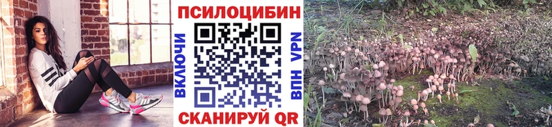 Галлюциногенные грибы Psilocybine cubensis  Купить закладки  Кинель 